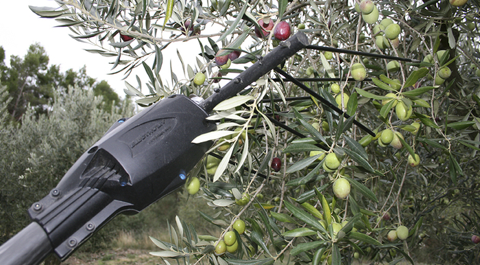 visuel_electroliv_en_oleiculture.jpg